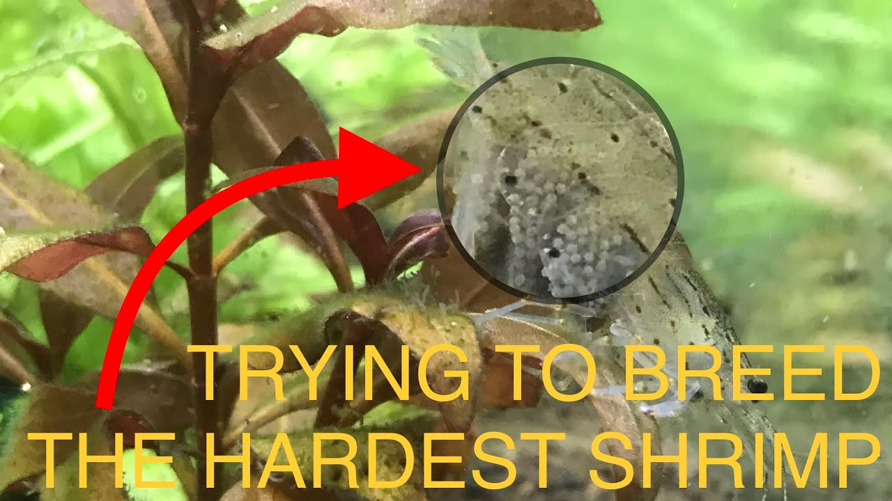 Breeding Amano Shrimp (Full Video)
