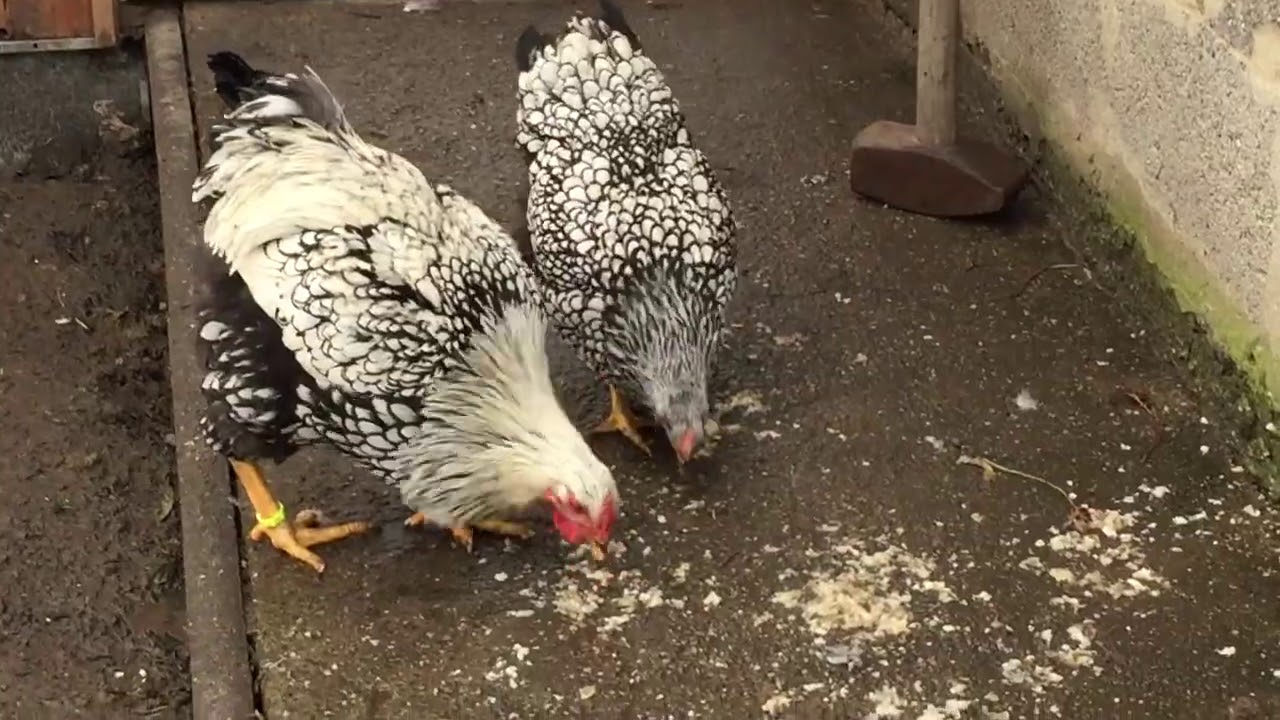 Wyandotte S&uuml;s Tavugu,Wyandotten H&uuml;hner silber-schwarz-ges&auml;umt,Silver Laced Wyandotte