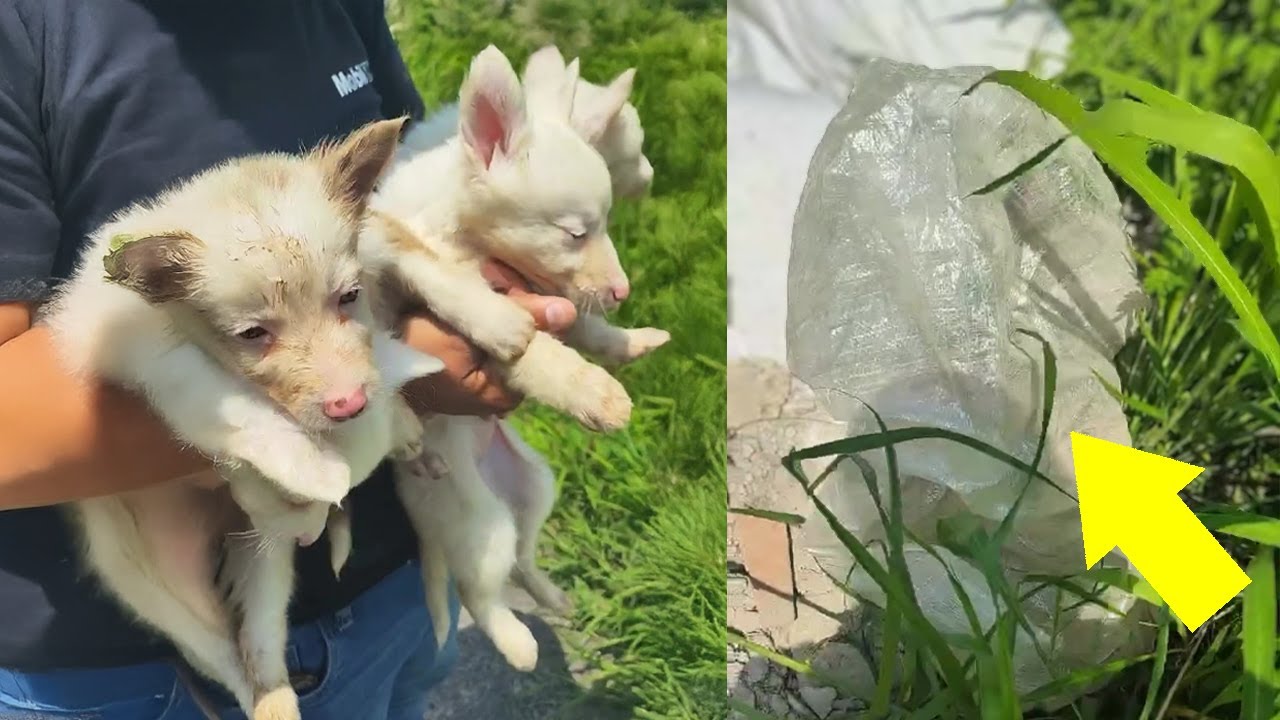 4 Albino, Defective puppies were tied in a sack, they hurt when exposed to the sun