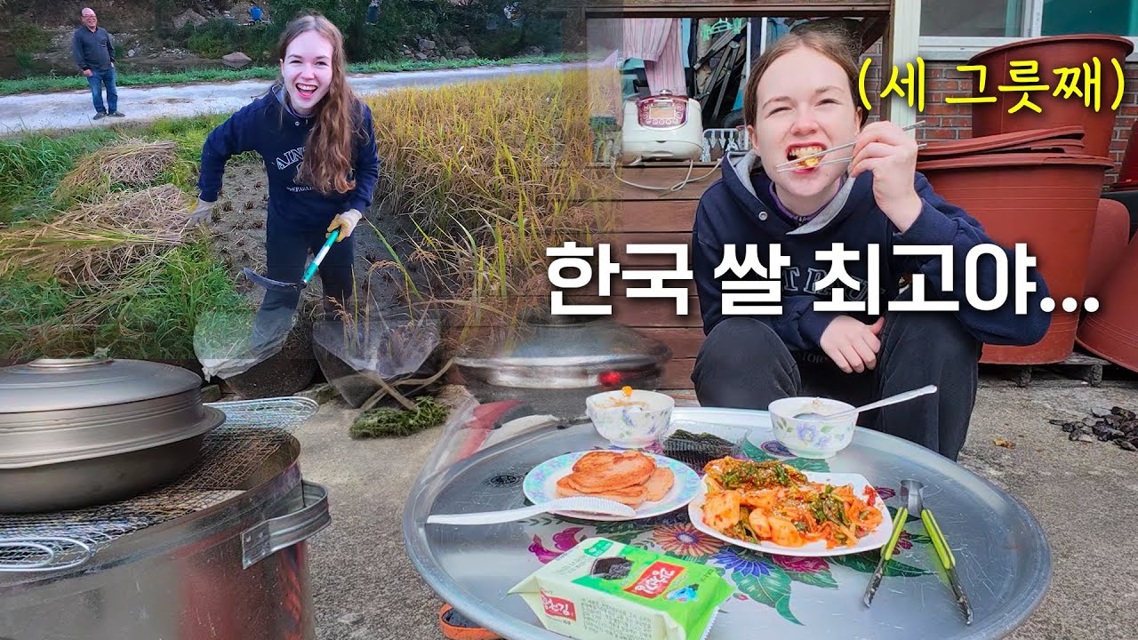 논 4000평 첫 추수한 독일 여친이 갓 지은 쌀밥과 김치먹고 감탄 연발한 이유