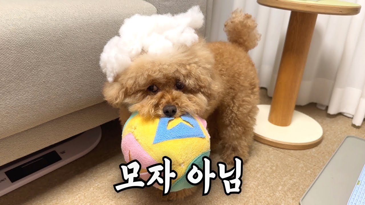 이 영상으로 푸들을 정의함
