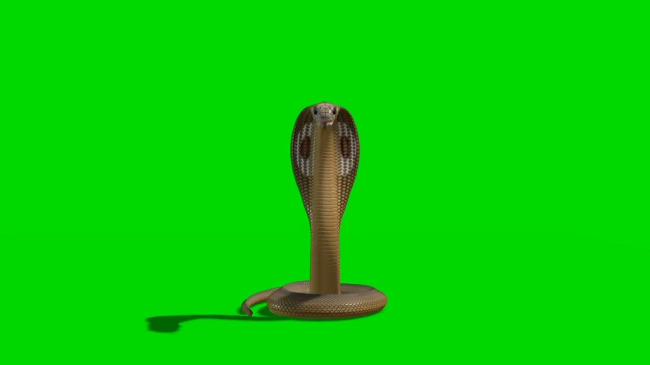 Green Screen Snack Video Character No Copyright #snackvideo #greenscreen