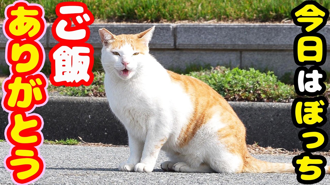 一人ぼっちで鳴いていた猫にご飯をあげると・・・さくらねこへのエサやり【視聴だけでも猫を助けることになります】支援者様 視聴者様 猫達に神のご加護を！野良猫の感動猫動画