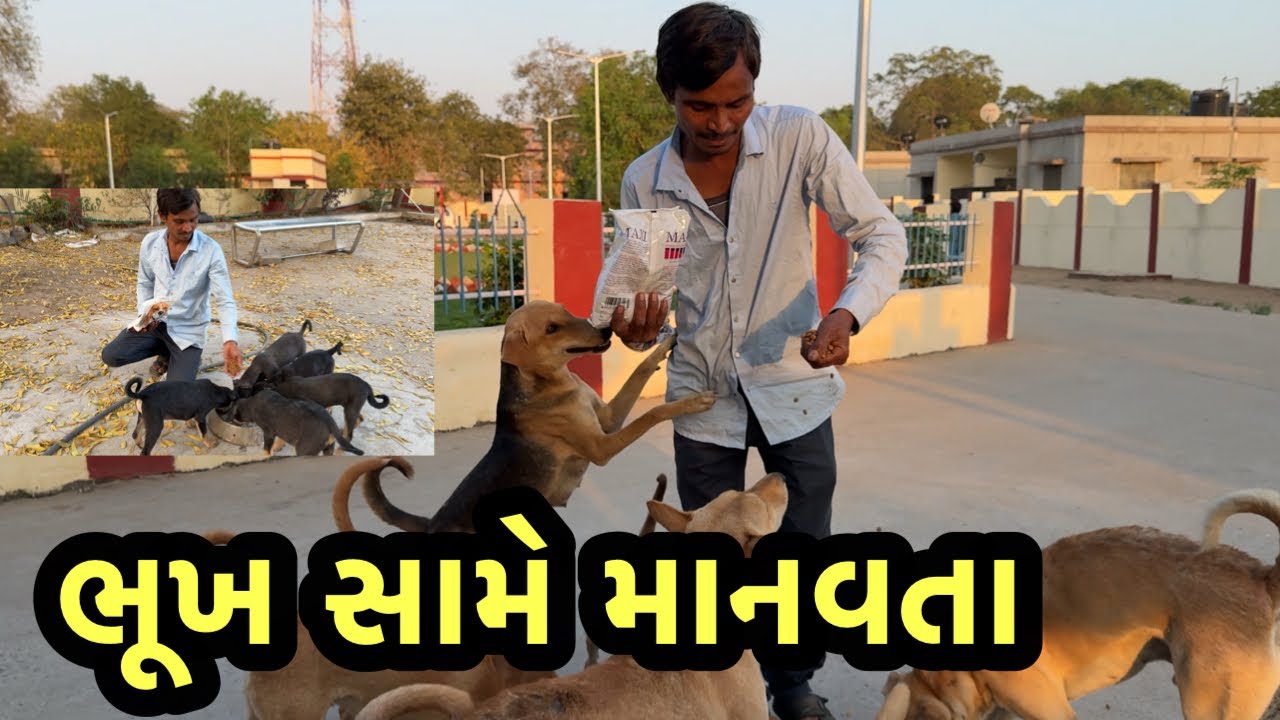 એક ભૂખ્યા જીવ માટેનો નાનો પ્રયાસ | animals lover vlog 