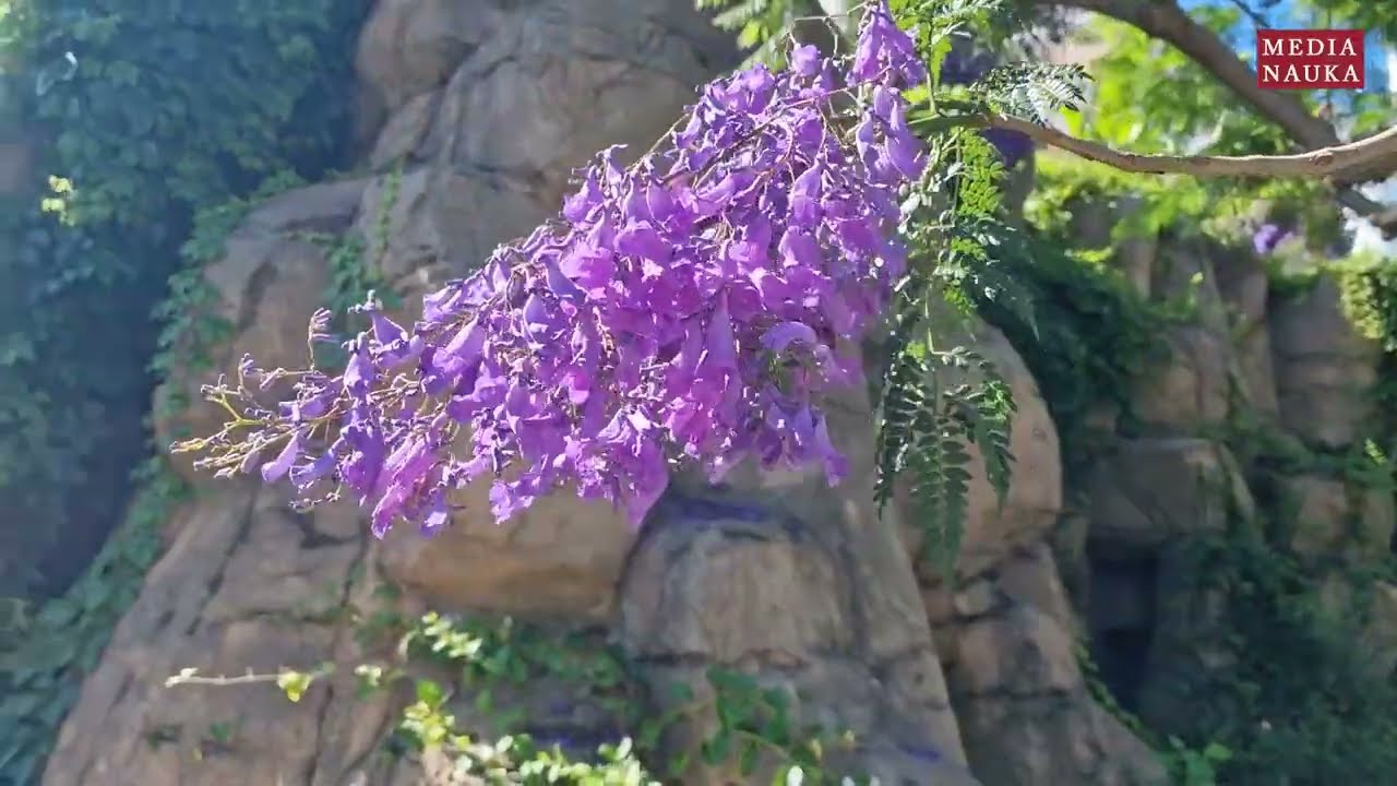 Jakaranda mimozolistna (Jacaranda mimosifolia)