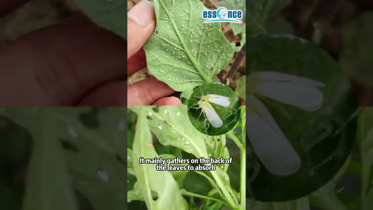 Bemisia tabaci on peppers