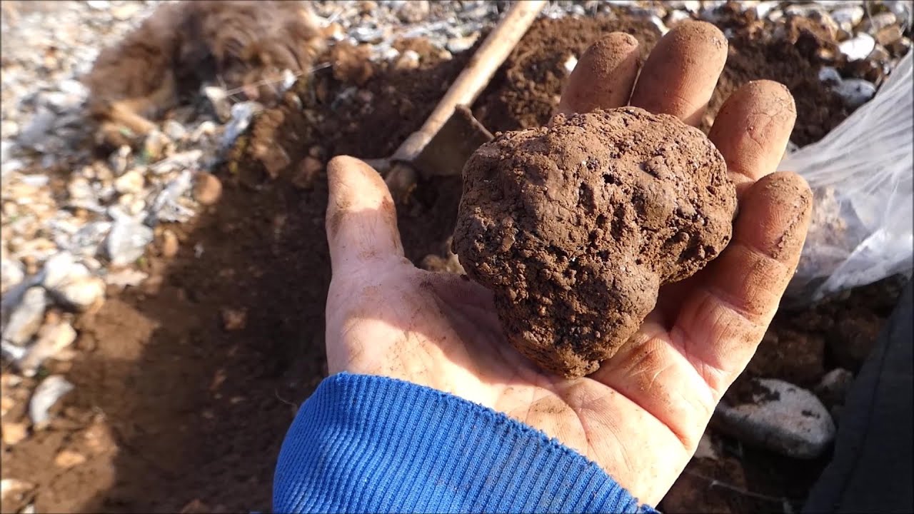 à défaut de Caviar, nous mangerons des Truffes ...