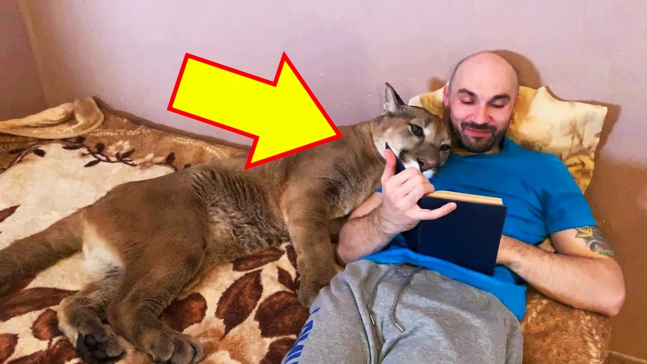 氷の池から救われたピューマ。絶望の中で命を救われた猛獣が、人間の家族として生きるようになった奇跡の物語【感動】