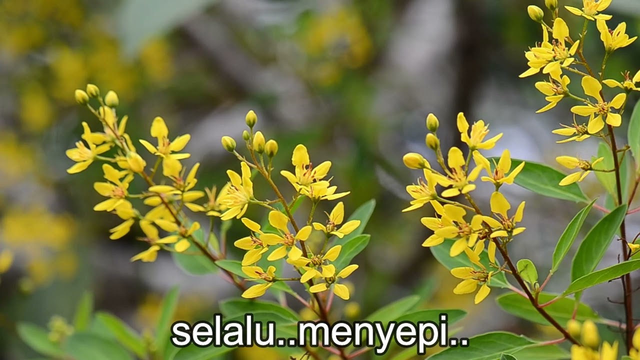 Kemuning - Widyawati + lirik