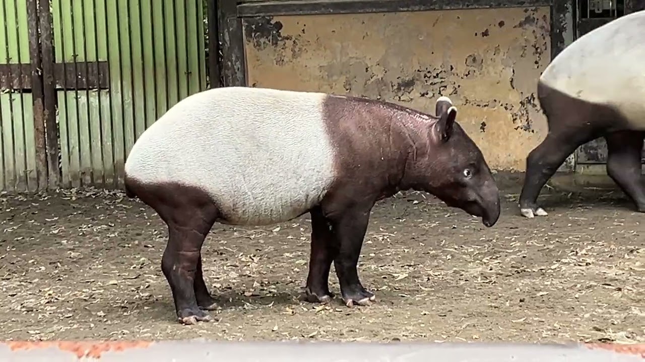 とべ動物園マレーバク　ヒメナ　ナナハ　2026/2/6