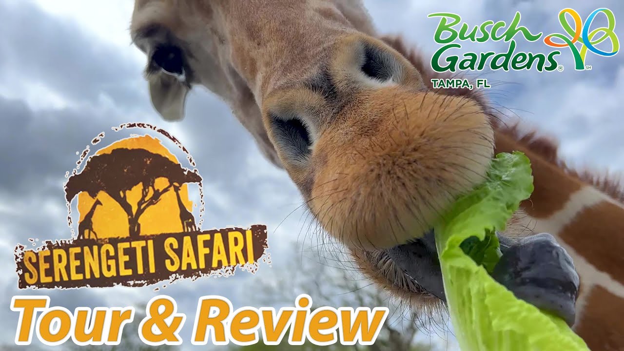 The BEST Animal Experience EVER!! Serengeti Safari at Busch Gardens Tampa | Tour & Review | Feb 2022