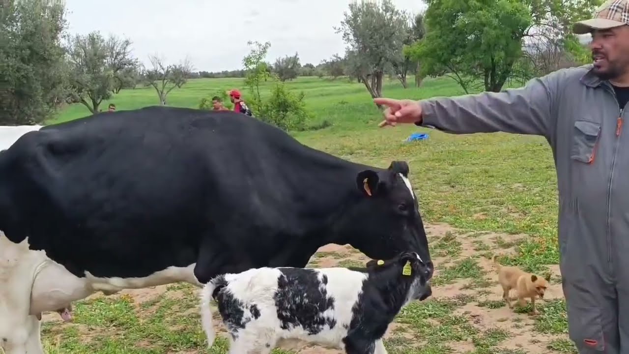 مشروع تربية الأبقار الحلوب بالمغرب هل هو مشروع مربح أم لا 🤑🤑🤑