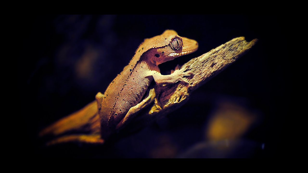 GONE WRONG package with gecko Correlophus ciliatus (gekon orzęsiony)