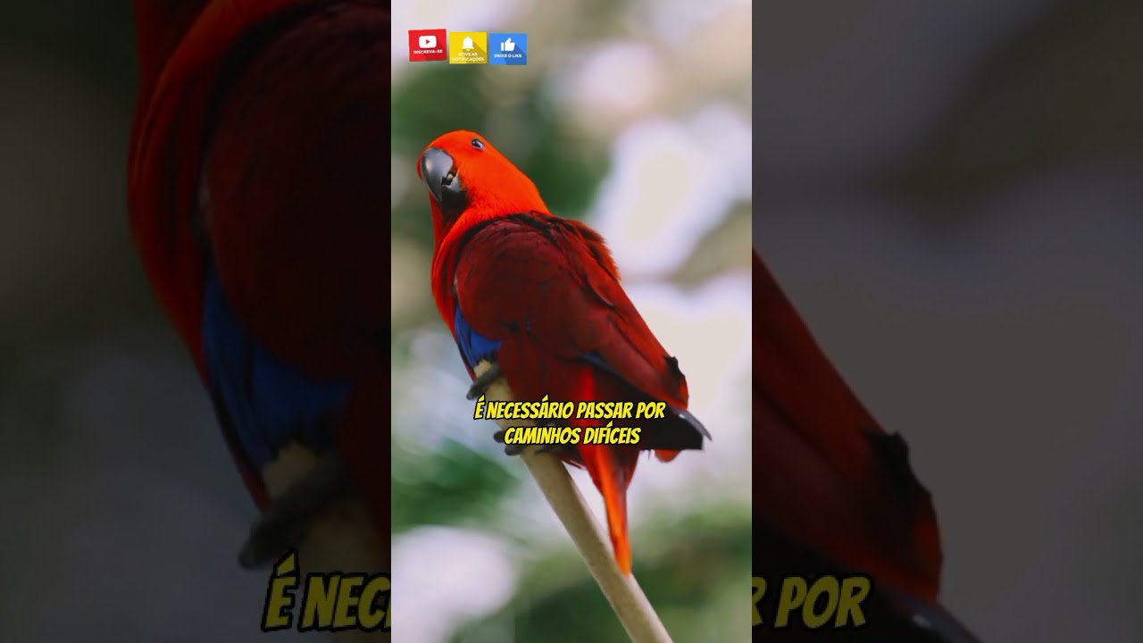 ⛈️🌈 #shortscrist&atilde;o #jesusshort #motivacionalcrist&atilde;o #vidacrist&atilde; #vidacomdeus #momentocomdeus #fe #f&eacute;