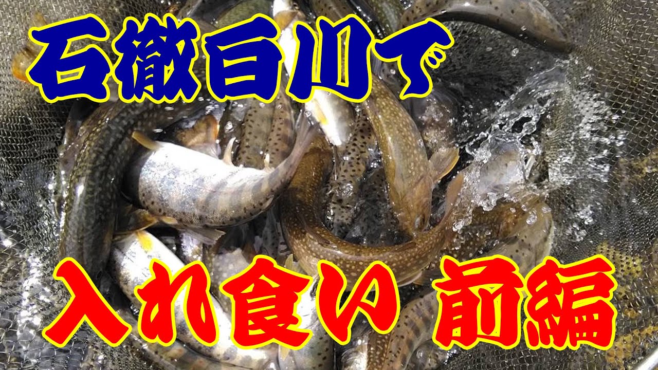 GW明けの岐阜県郡上市白鳥町石徹白川でまさかの入れ食い！前編