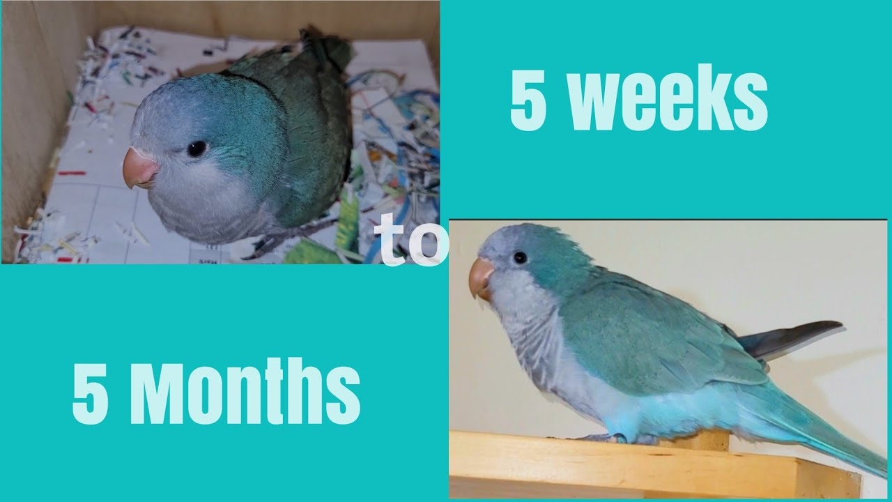 Quaker Parrot Growth Stages 5 weeks to 5 Months Old