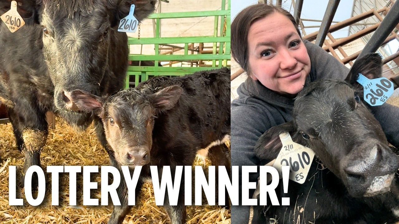 I hit the LOTTERY with this calf!