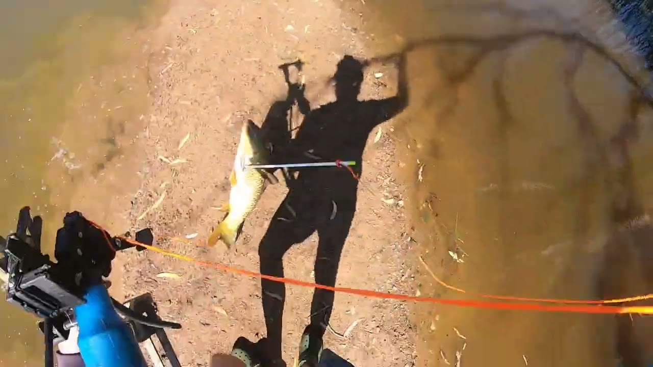 Bowfishing Murray flood waters
