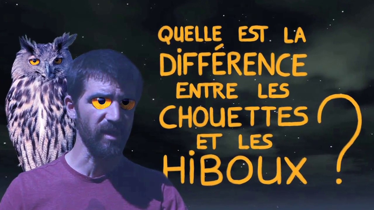 Quelle est la différence entre les chouettes et les hiboux ? - Question Naturalix#9