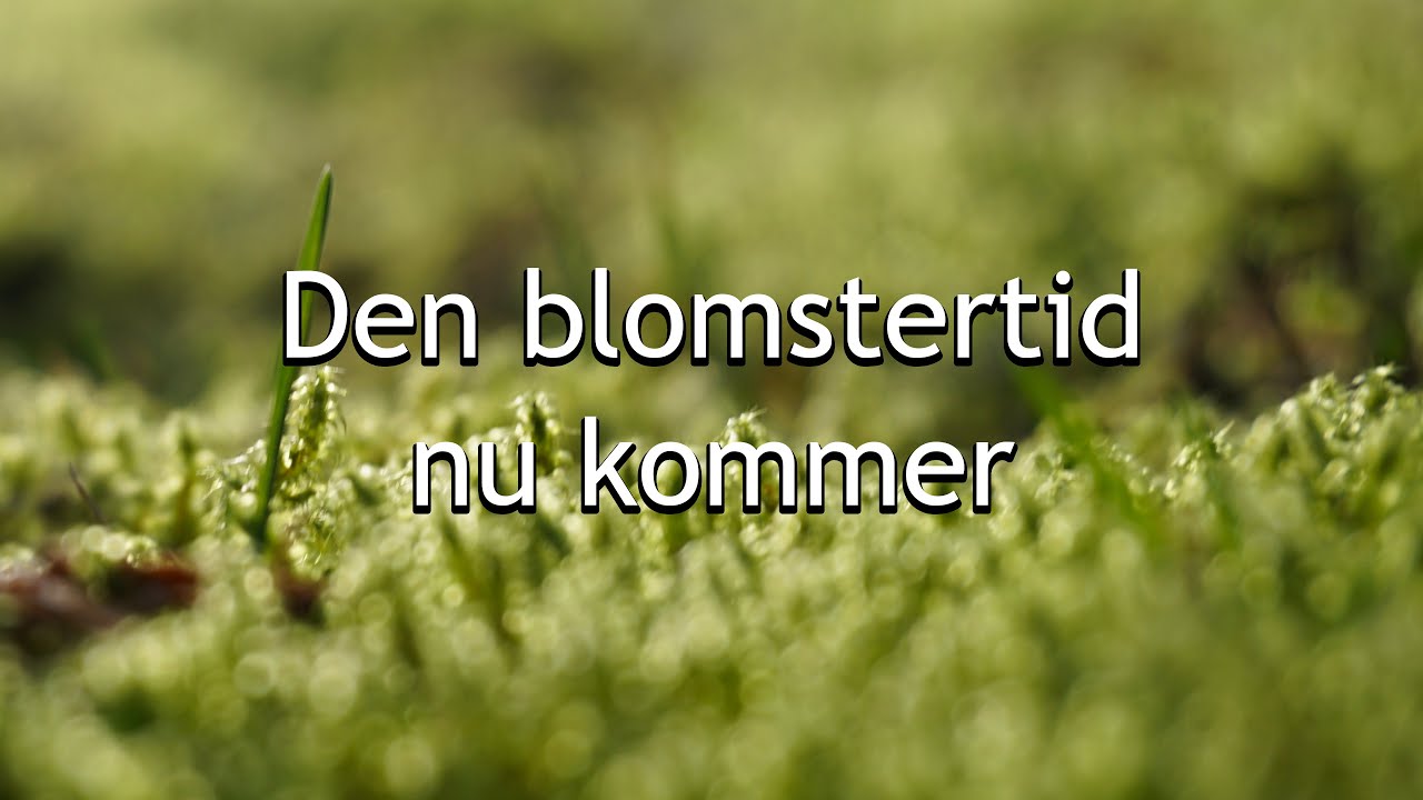 Tampongtomten - Den blomstertid nu kommer (Remix)