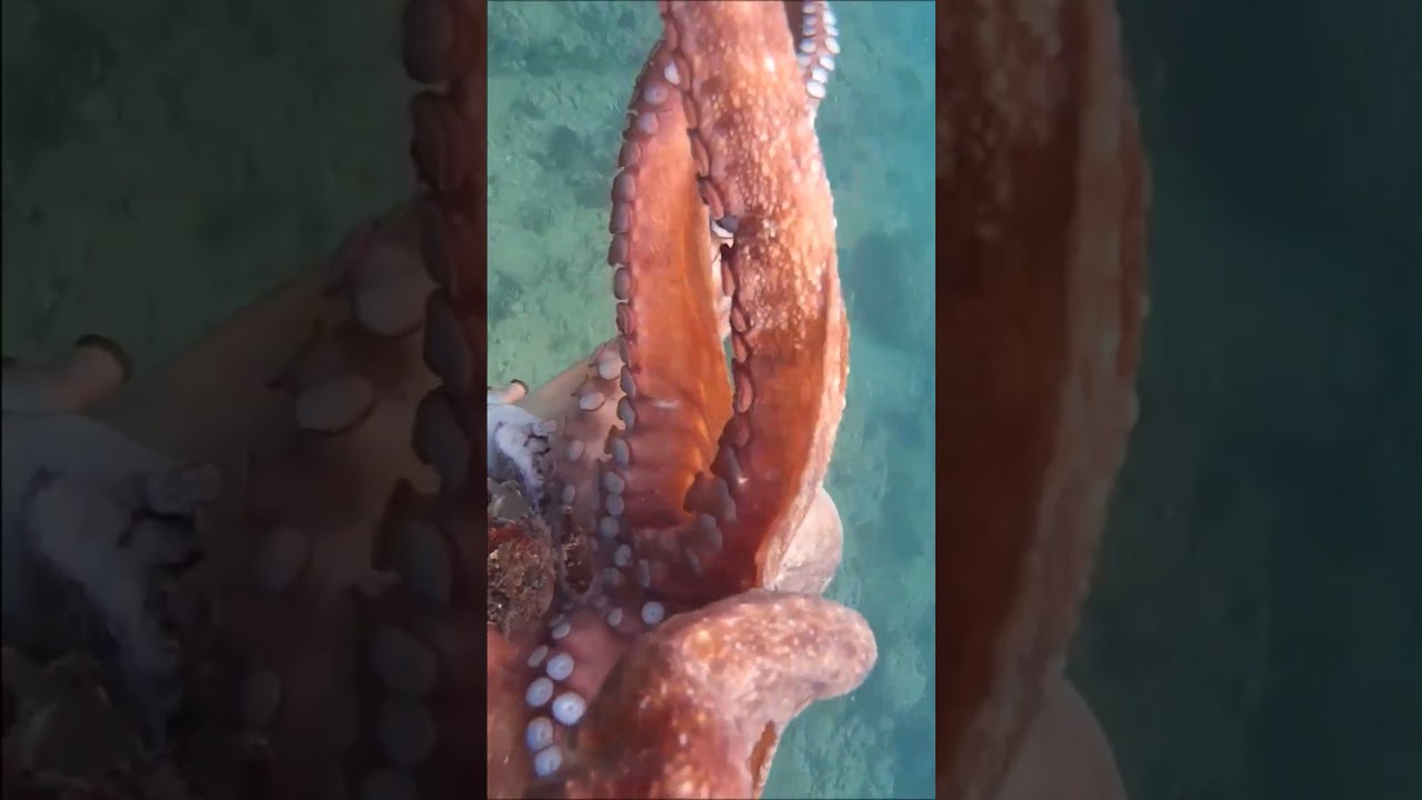 PESCA SUBMARINA PULPO CON EL GANCHO A POCA PROFUNDIDAD