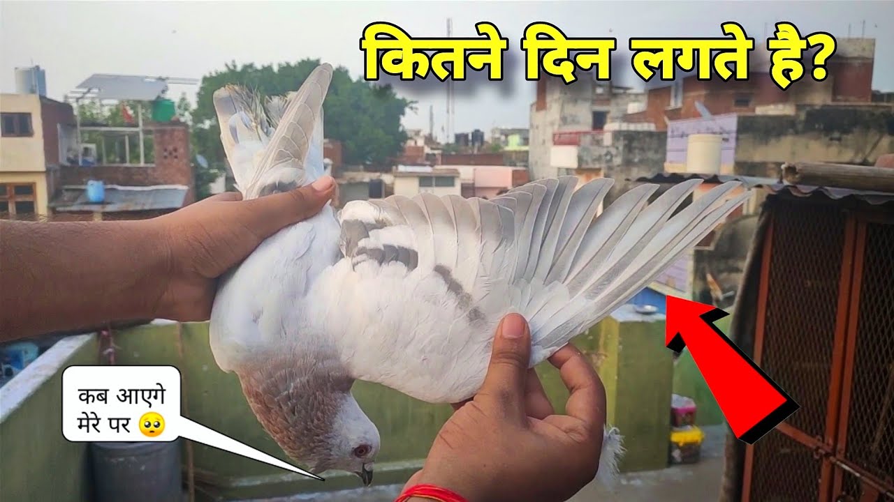 Kabootar Ke Par Kitne din mein aate hain | कबूतर के पर कितने दिनों में आ जाते है❤🕊