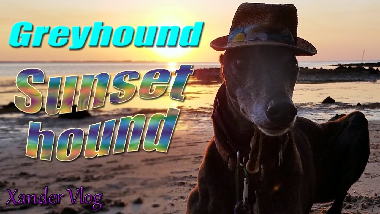 Greyhound at sunset | Key Vista Nature park - Holiday FL | Retired racer lifestyle