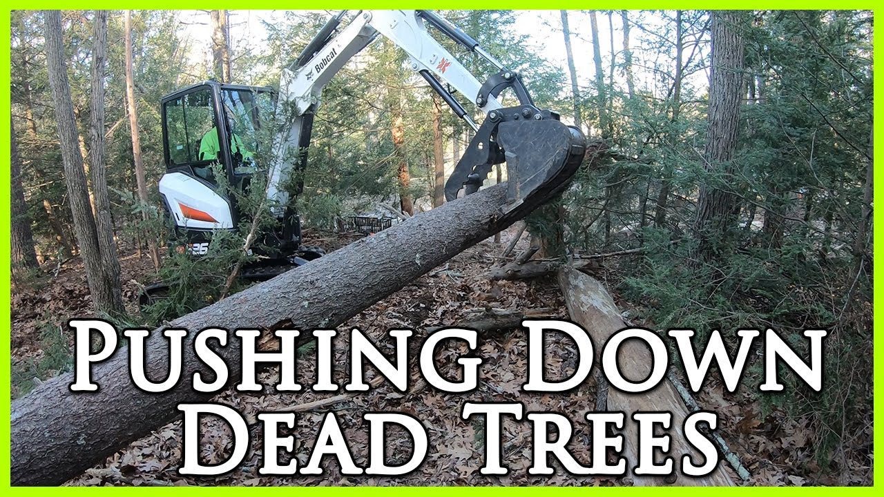 Pushing Over Dead Trees with a Bobcat E26