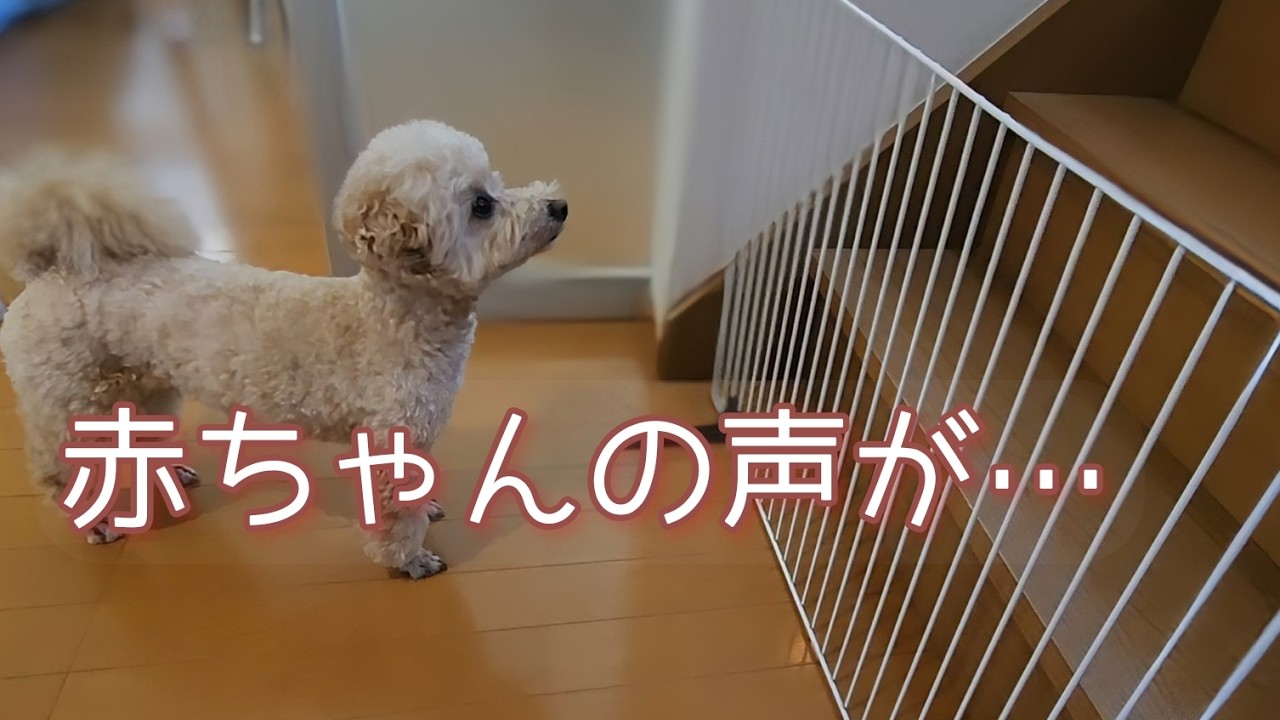 【赤ちゃんと　その2】声がすると見上げてしまう犬🐶ビショプーのポノ