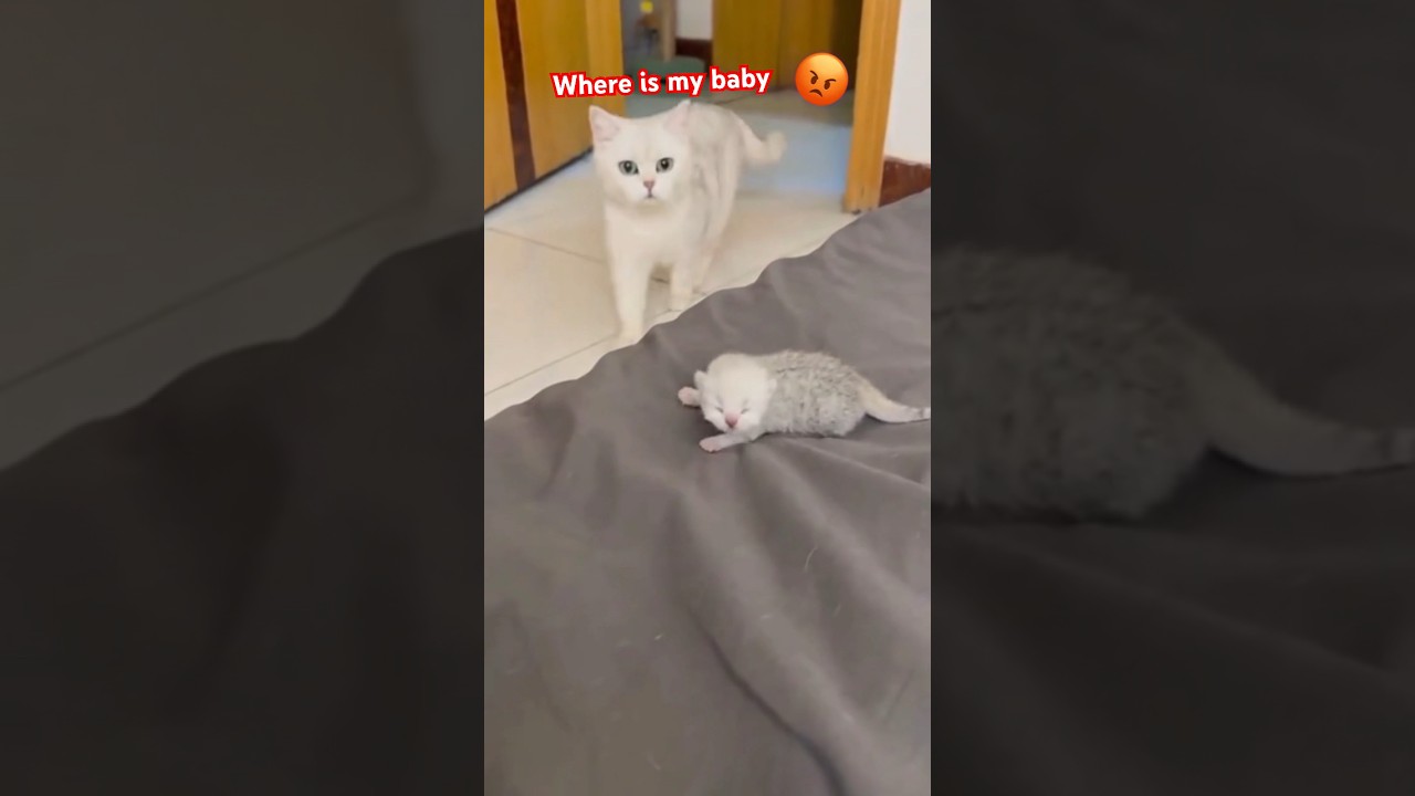 Over protective mama 🐱 mother cat  | #cats #catsfunny #youtubeshorts