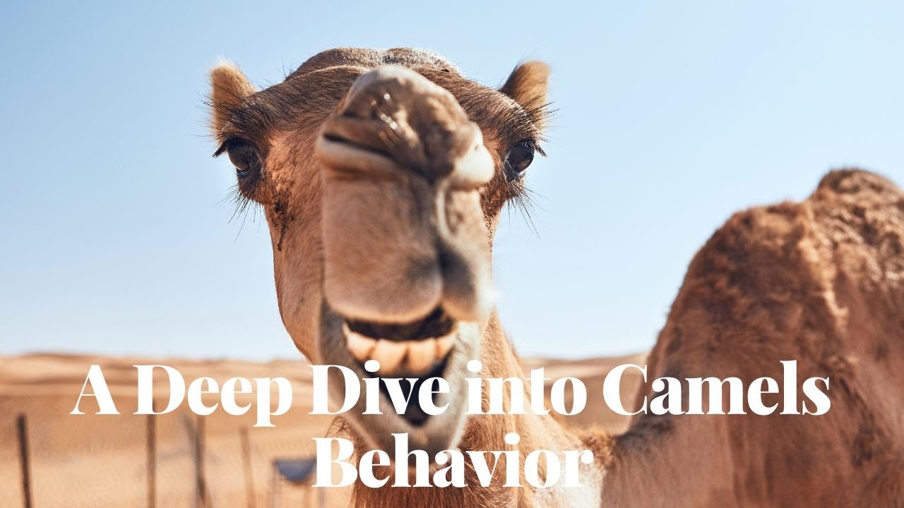What the Hump Understanding Camel Habits