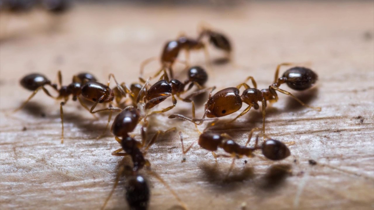 Ameri-Tech Pest Control Frisco TX 75034 Rodent Control