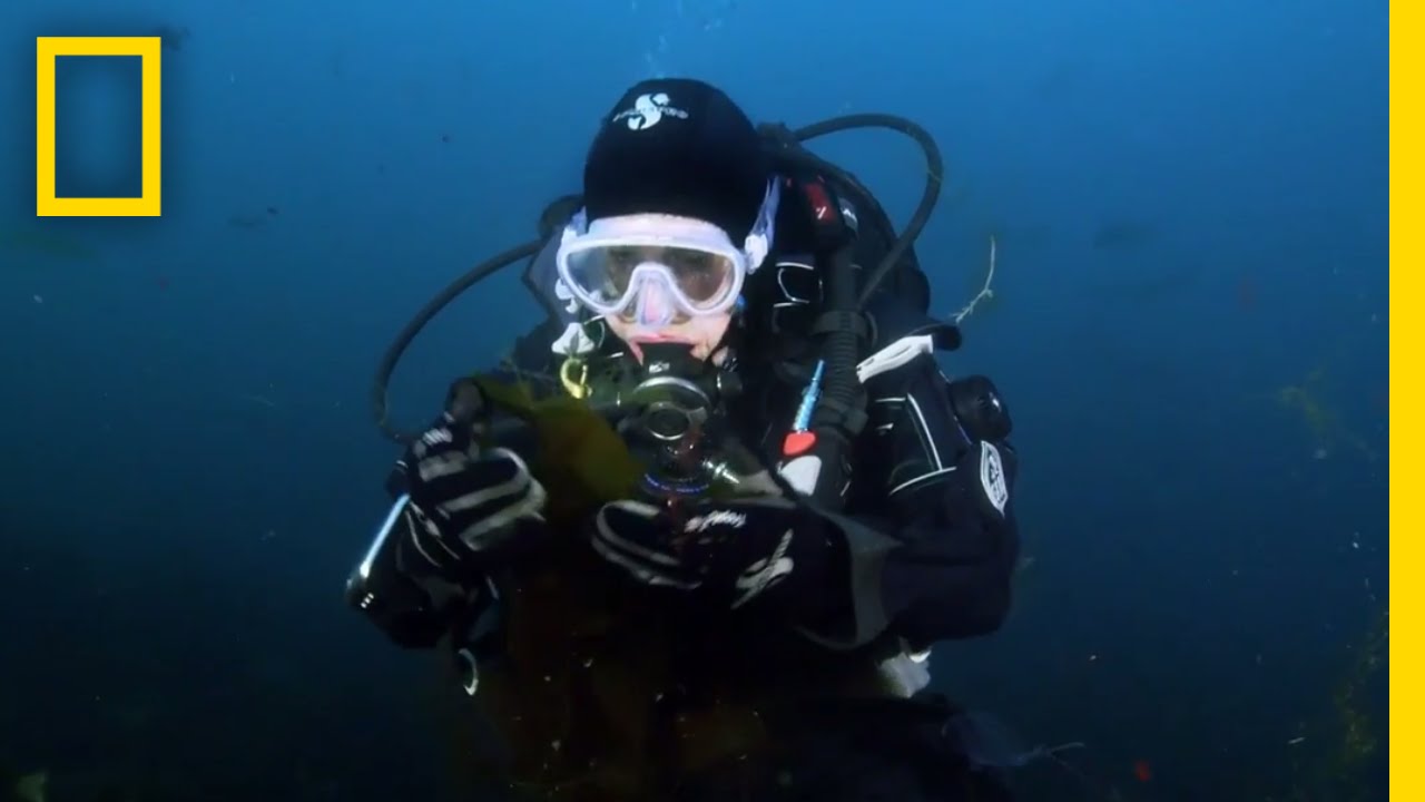 Save the Ocean, Save Ourselves | Sea of Hope: America's Underwater Treasures