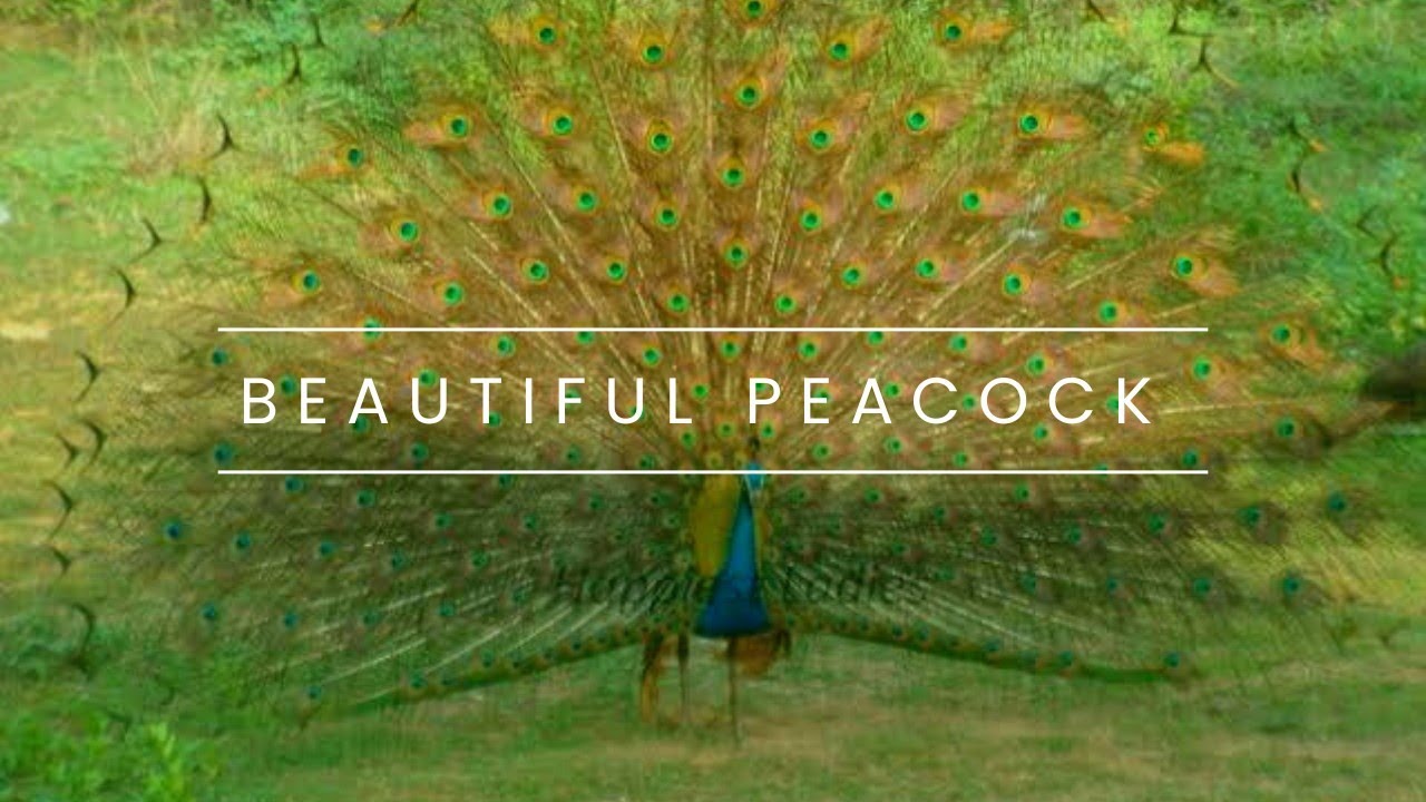The Most Amazing Peacock Dance - You'll Be Amazed - Blauer pfau