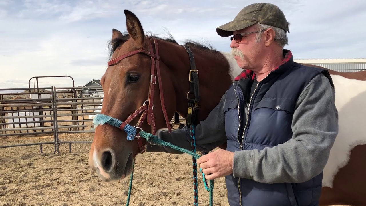 Fitting and Adjusting a Sidepull for Horses