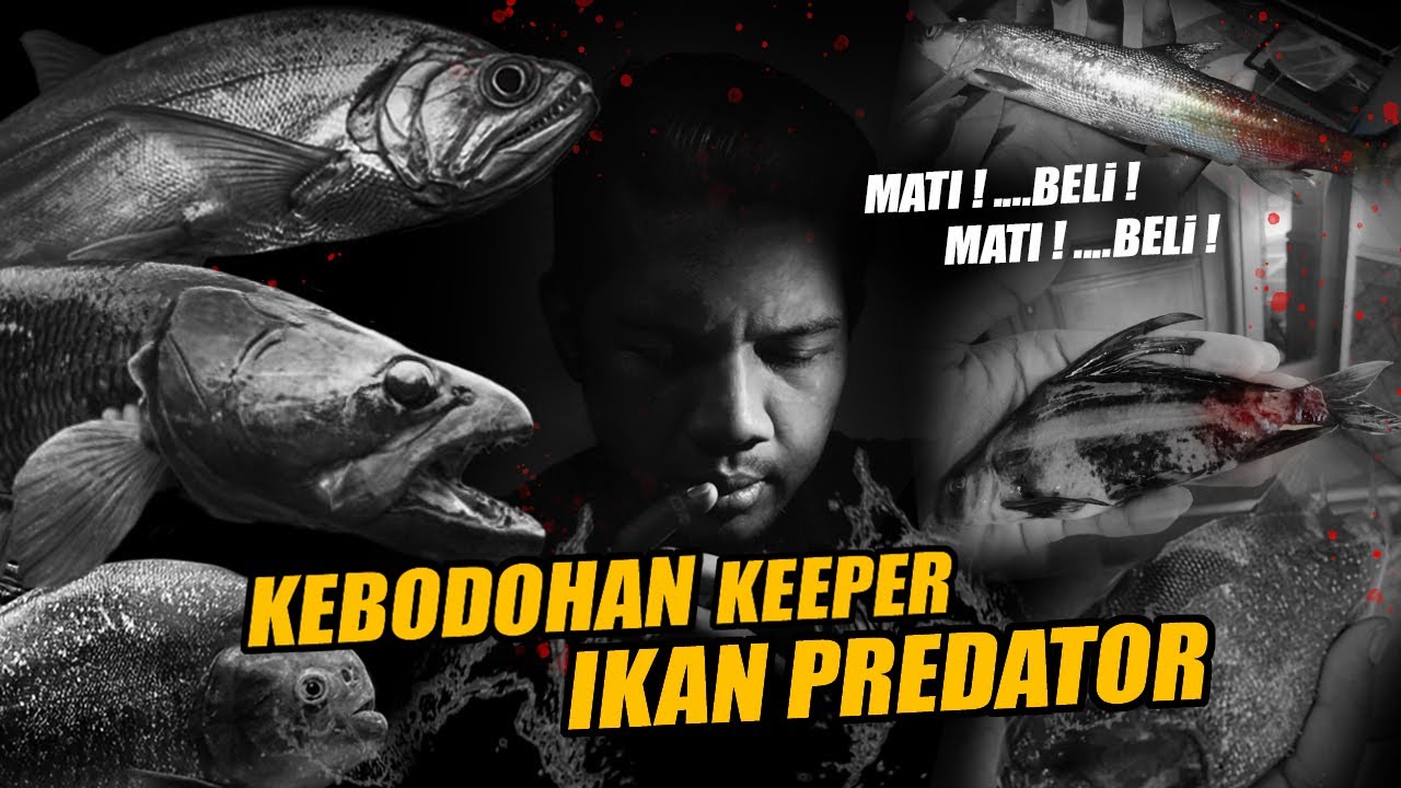 BODOH !! IKAN - IKAN PREDATOR EKSOTIS JUTAAN RUPIAH MALAH MATI !