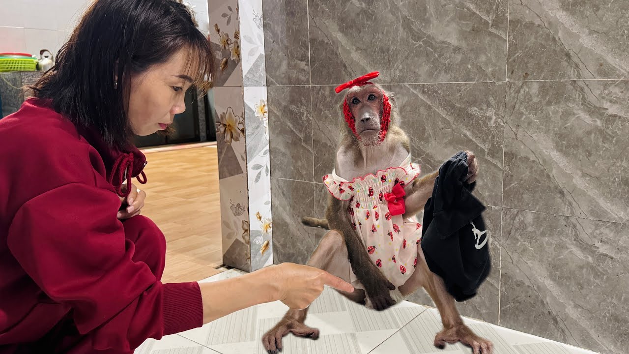 OMG...! Monkey Abu had a major incident with his favorite pair of pants.