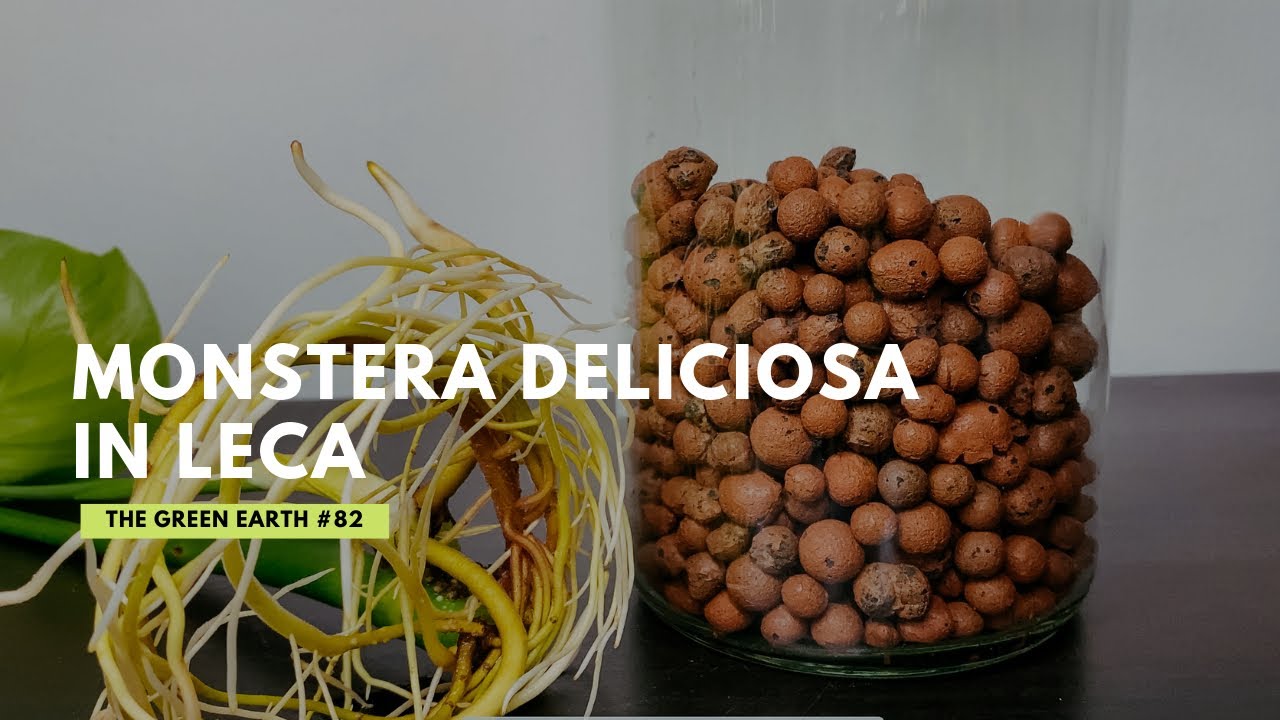 #82 A Quick Repotting Plants : Monstera Deliciosa in LECA (Semi-Hydroponics)
