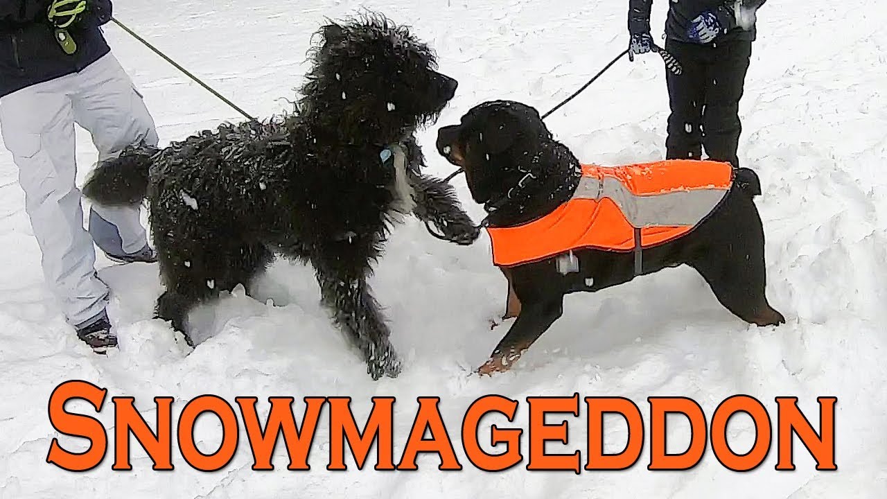 Purebred Rottweiler Dog Playing In Snow - Happy Cappy Rottie