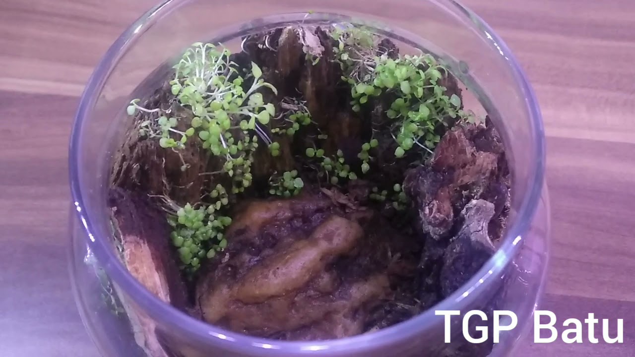 kemirgenhane vlog (6)... ücretsiz panda Mice 🐼🐁... kurbağa 🐸 iribaş spoiler...