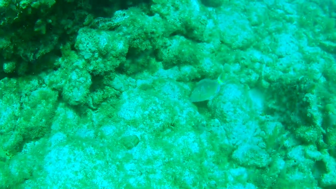 Key West Fish Feeding