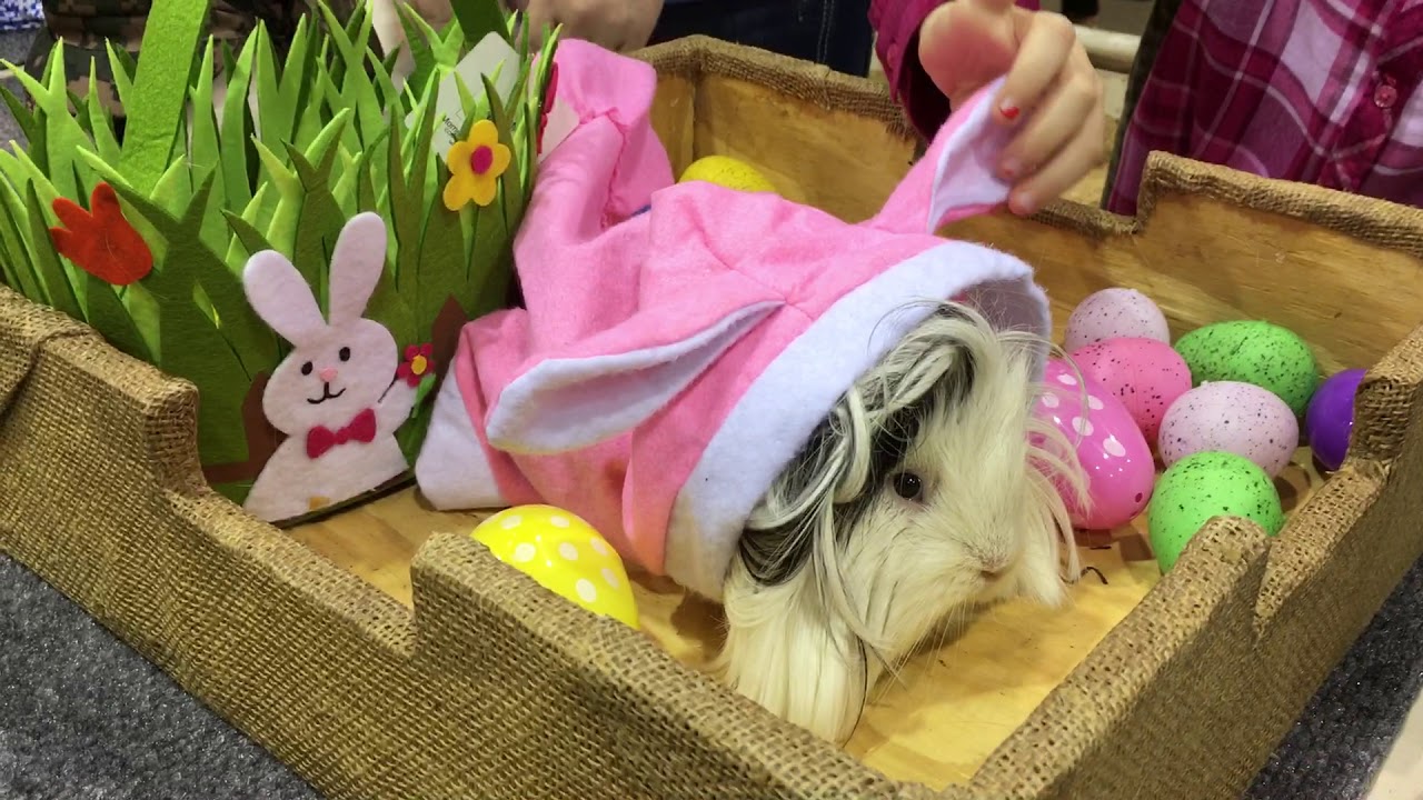 Houston Livestock Show Rabbit and Cavy Costume Contest