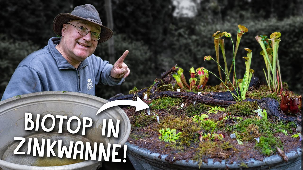 Zinkwanne in Biotop verwandeln 🛁 - Moorbeet für fleischfressende Pflanzen