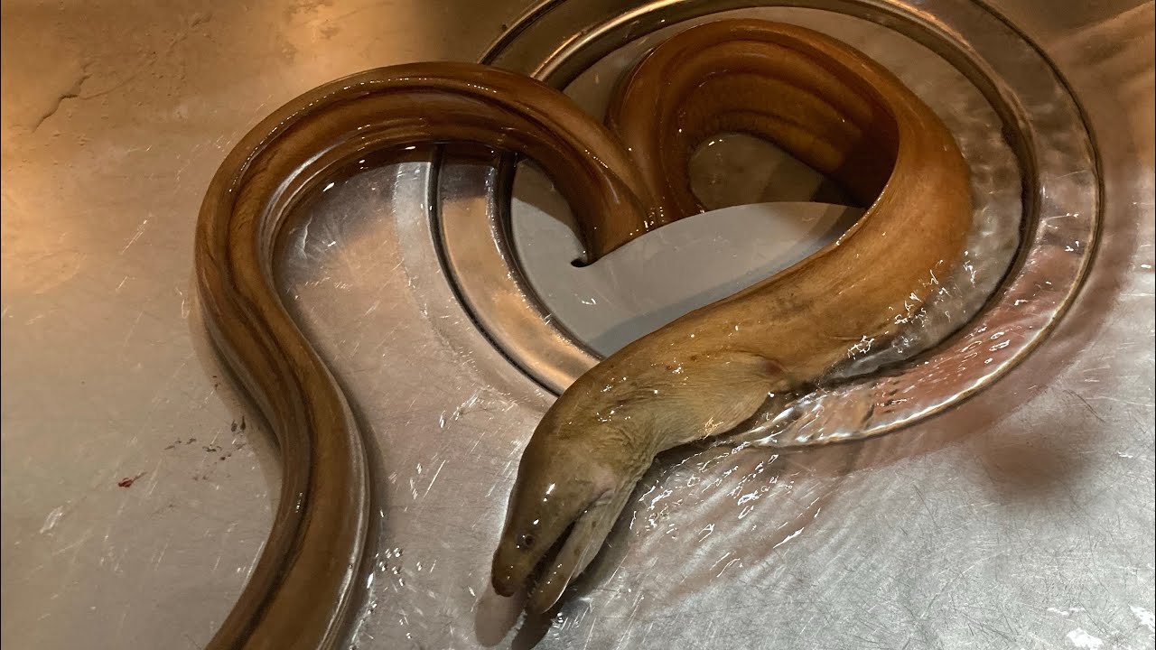 釣れた魚…？？を美味しくいただく。