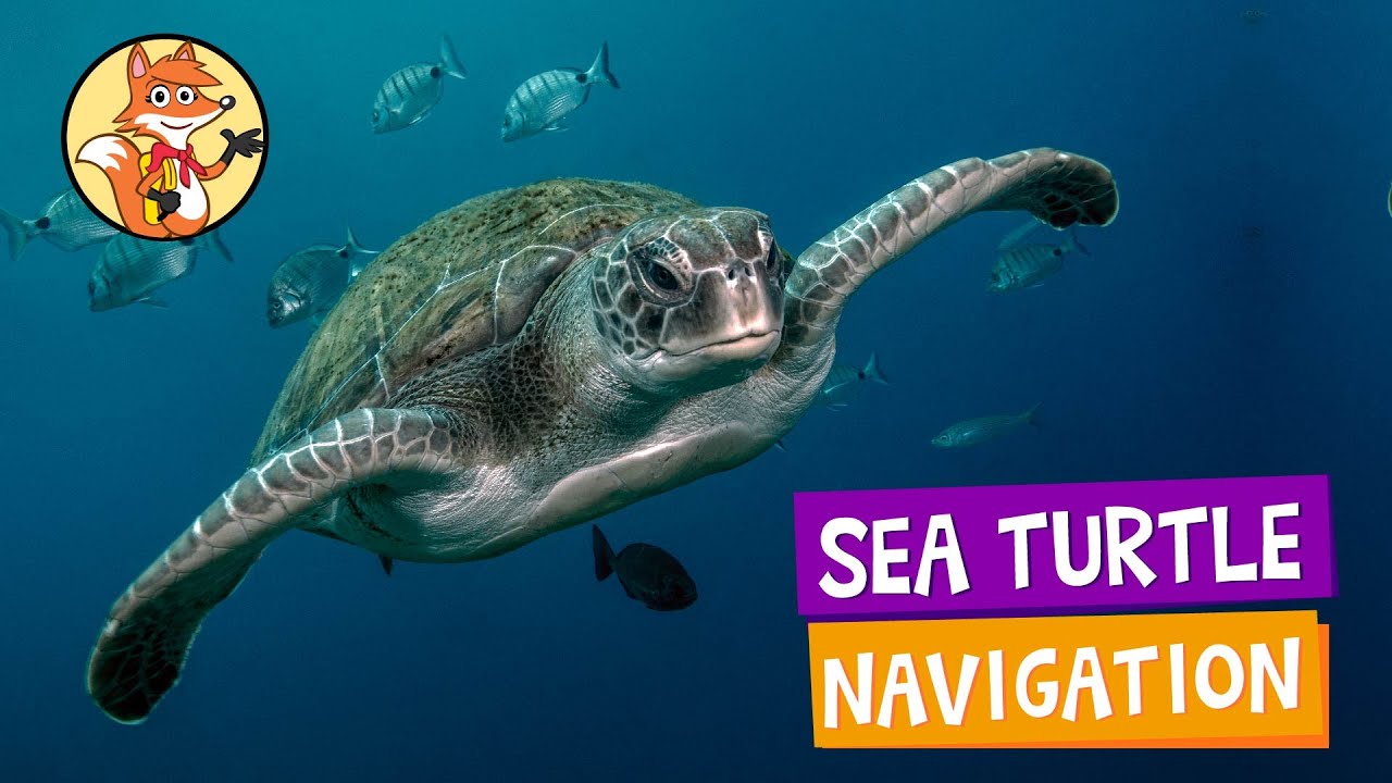 How Do Sea Turtles Get Home? | Ask Scarlett