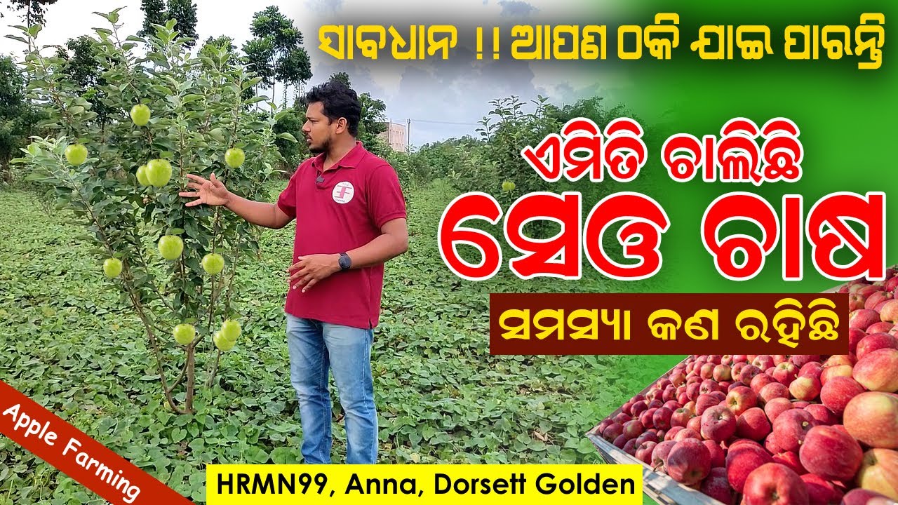 ଏମିତି ଚାଲିଛି ସେଓ ଚାଷ || Apple farming in Odisha || hrmn99 apple plant booking in Odisha. Anna apple.