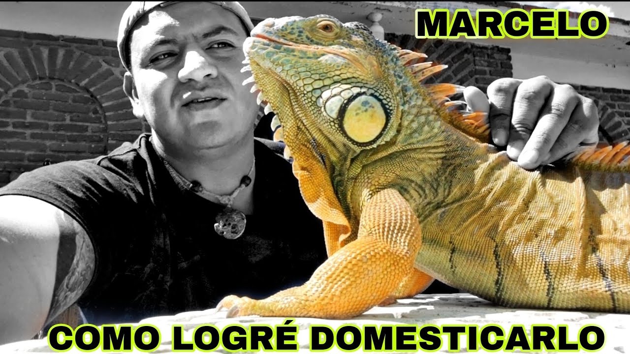 Marcelo, la iguana más famosa de México.  Como hacer 