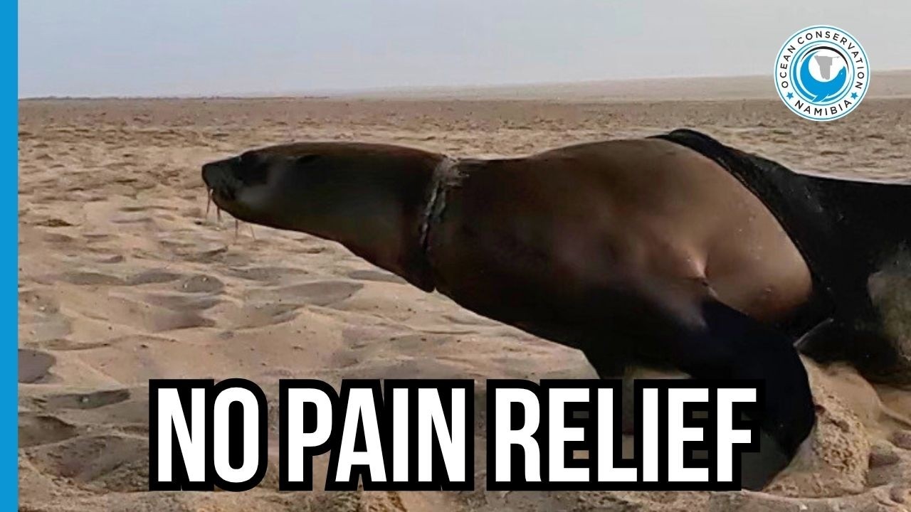 Wounded and Wild: A Rescue Without Pain Relief