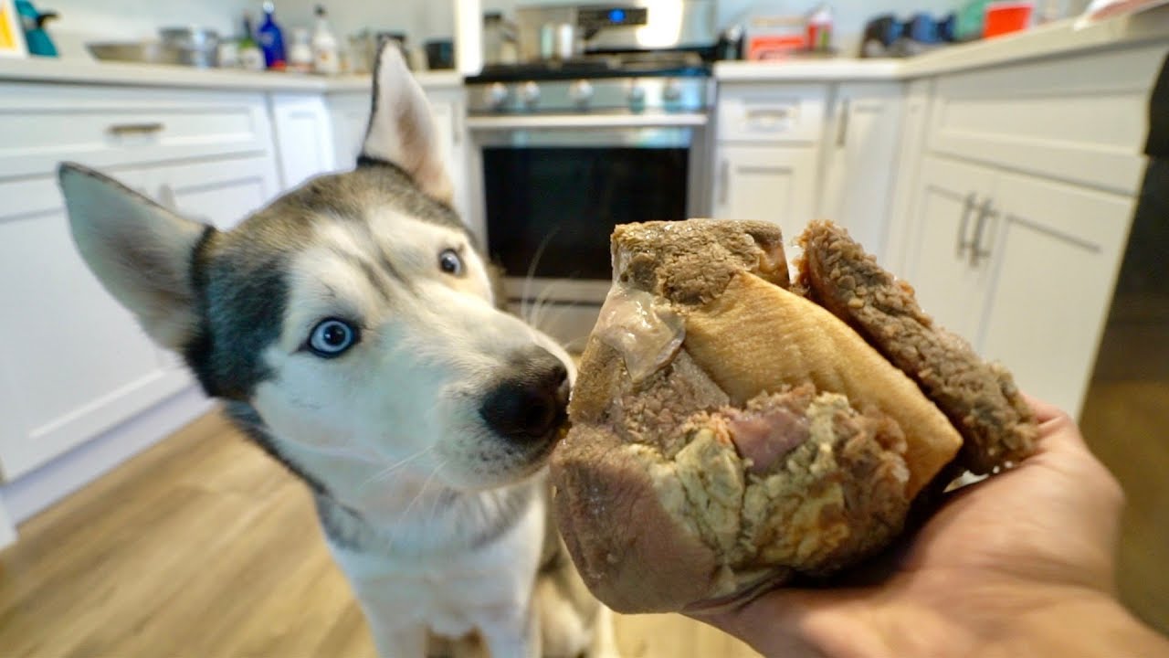 My Husky Reacts to Raw Green Tripe!!