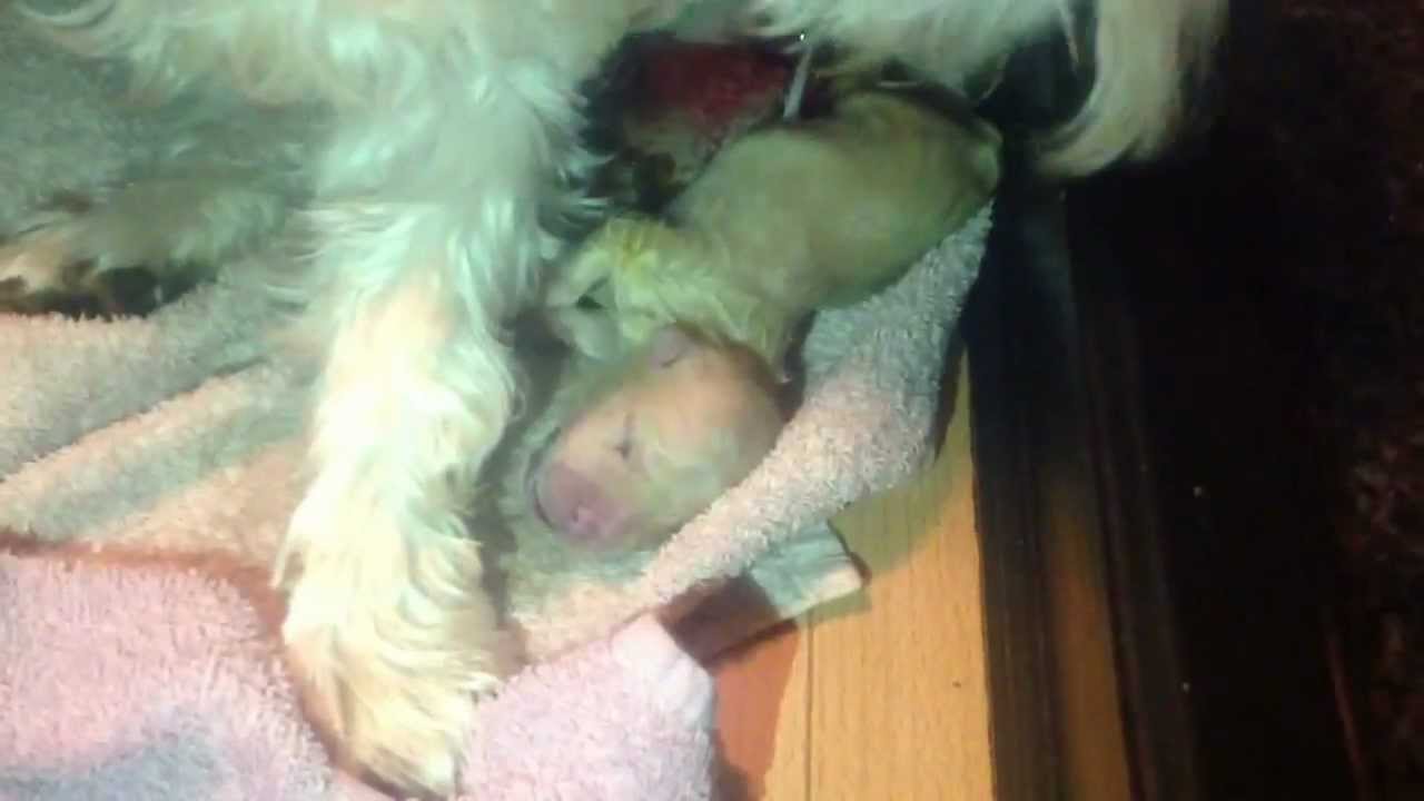 Westie giving birth